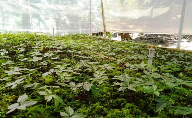 Quy định các tiêu chí thực hiện vùng trồng dược liệu quý đến năm 2030