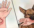  Bộ Y tế cảnh báo nguy cơ bùng phát bệnh dại 