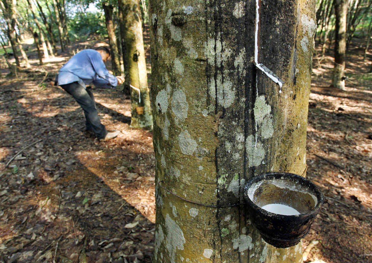 Giá cao su hôm nay 110 Biến động trái chiều trên sàn thế giới