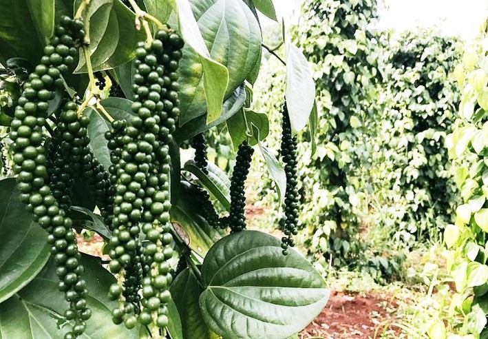 Giá tiêu hôm nay 310 Ổn định tại các vùng trồng trọng điểm