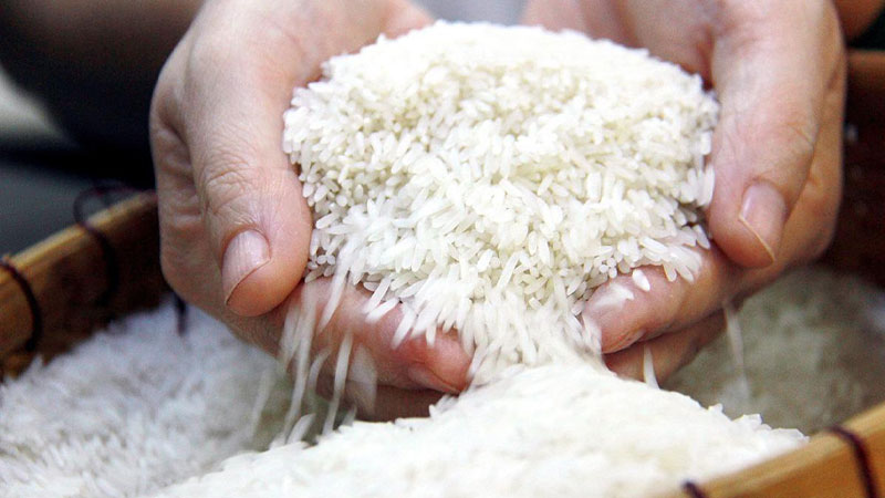 Giá lúa gạo hôm nay 310 Dao động quanh mốc 8.700 – 9.300 đồngkg