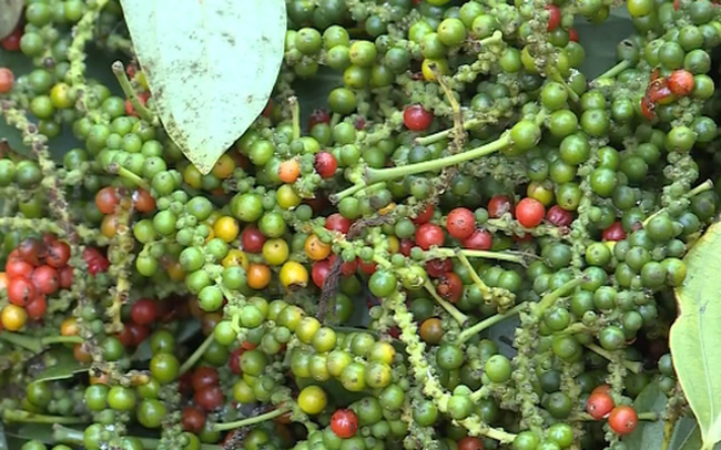 Giá tiêu hôm nay 910 Đi ngang sau phiên điều chỉnh giảm