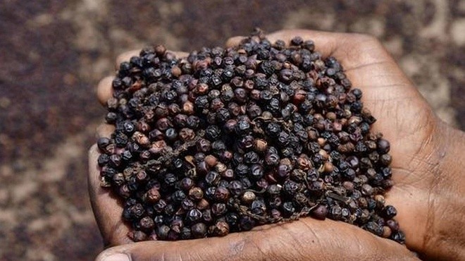 Giá tiêu hôm nay 1210 Dao động quanh mốc 60.000 – 62.500 đồngkg