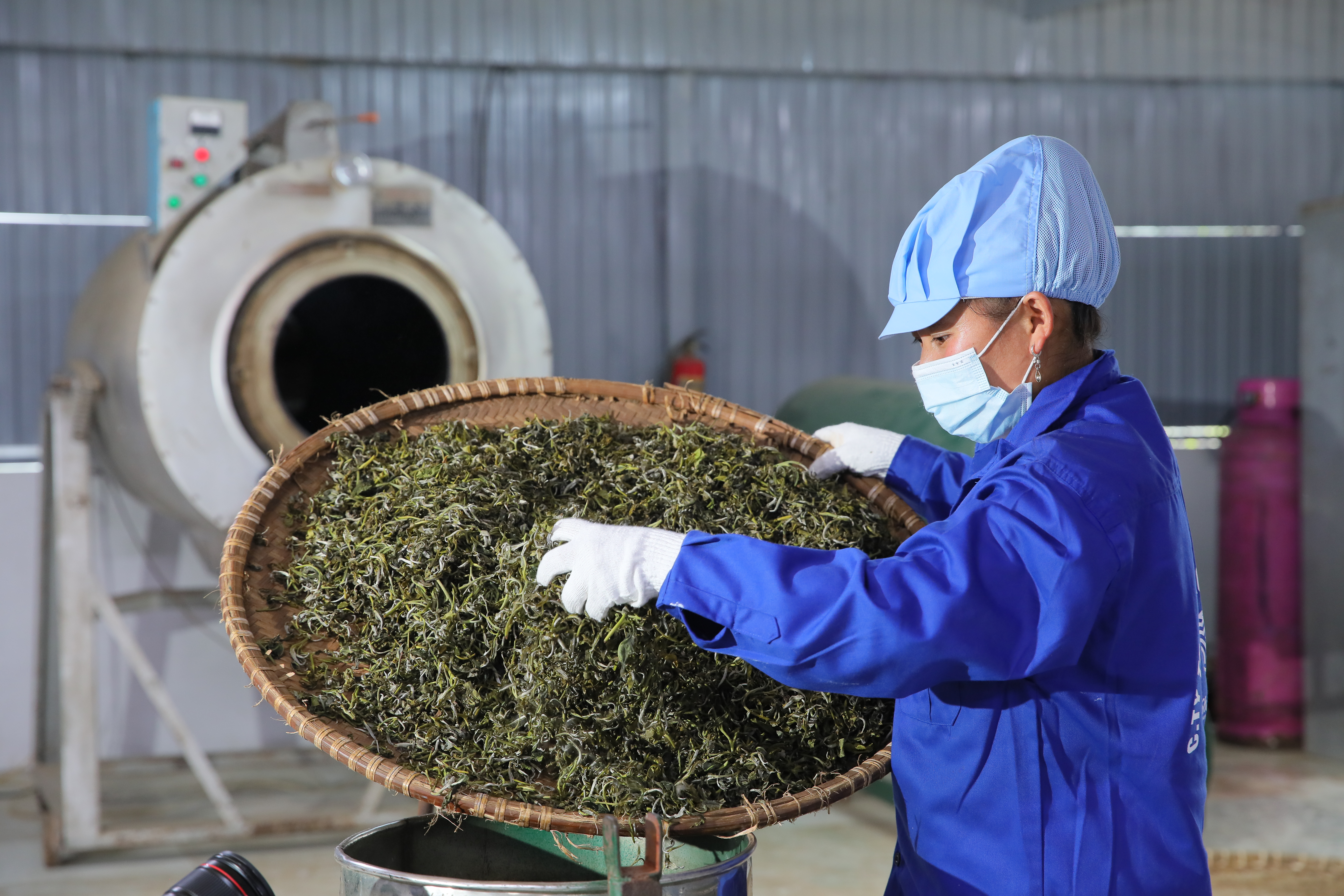 Đẩy mạnh hợp tác quảng bá đưa chè shan tuyết cổ thụ Việt Nam ra thị trường quốc tế