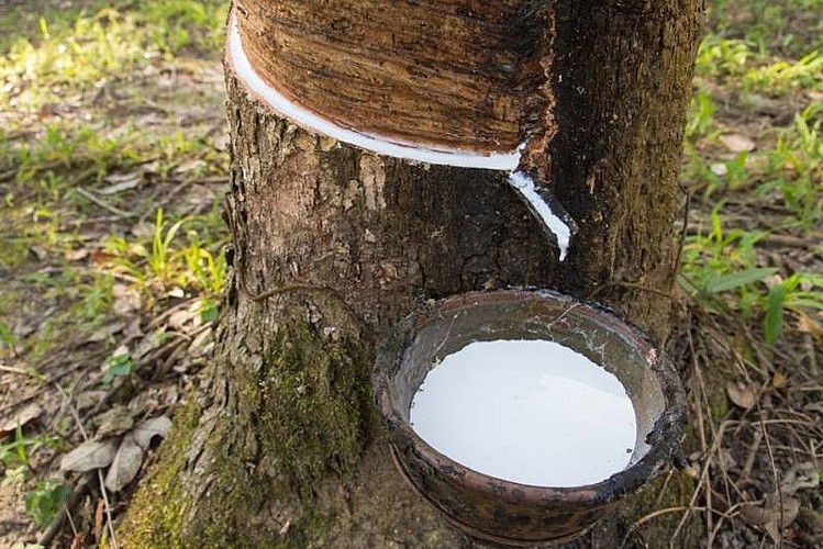 Giá cao su hôm nay 1710 Cao su tăng nhẹ dưới 1%