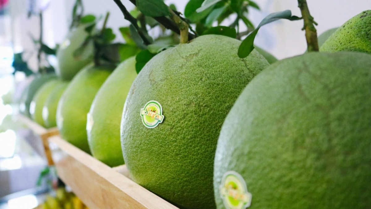 Bưởi da xanh Việt Nam xuất khẩu chính ngạch sang Mỹ đối mặt với nhiều thách thức