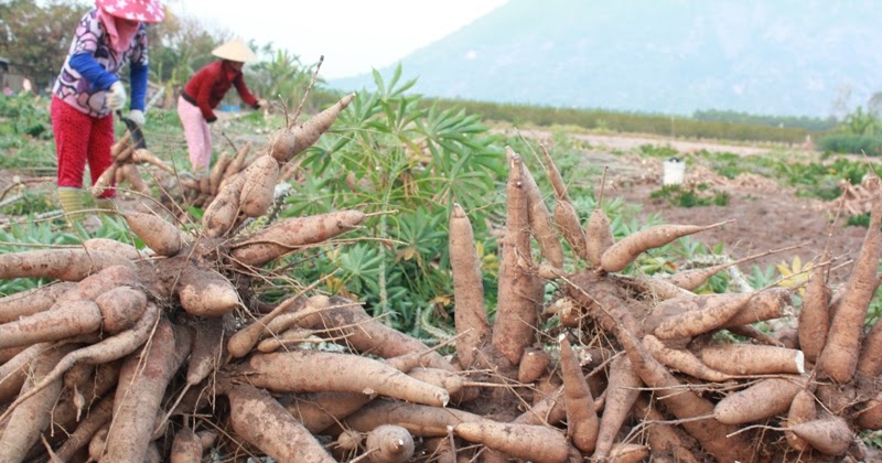 Triển vọng xuất khẩu sắn và các sản phẩm từ sắn sang Trung Quốc
