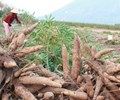 Triển vọng xuất khẩu sắn và các sản phẩm từ sắn sang Trung Quốc 