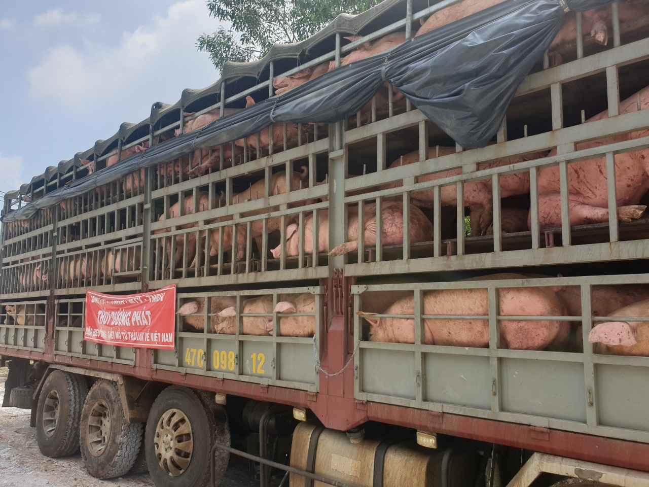 Giá heo hơi tiếp tục giảm mạnh, giải pháp nào để bù lỗ cho người chăn nuôi