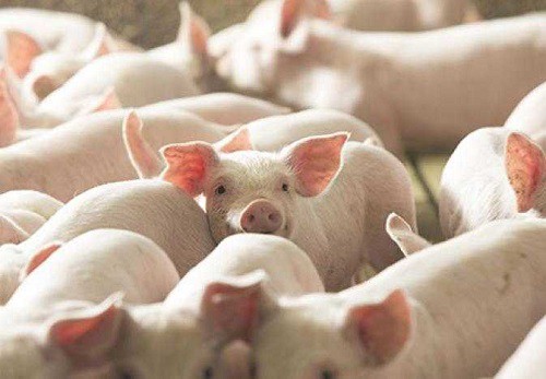 Giá heo hơi hôm nay 2210 Đi ngang trên diện rộng