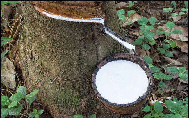 Giá cao su hôm nay 2210 Điều chỉnh giảm quanh mức 1%