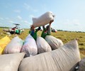 Xuất khẩu gạo tiếp tục tăng trưởng cả lượng và giá trị 