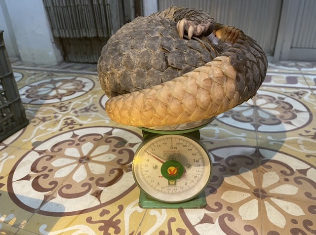 Quảng Nam Triệt phá đường dây buôn bán động vật hoang dã quý hiếm trái phép