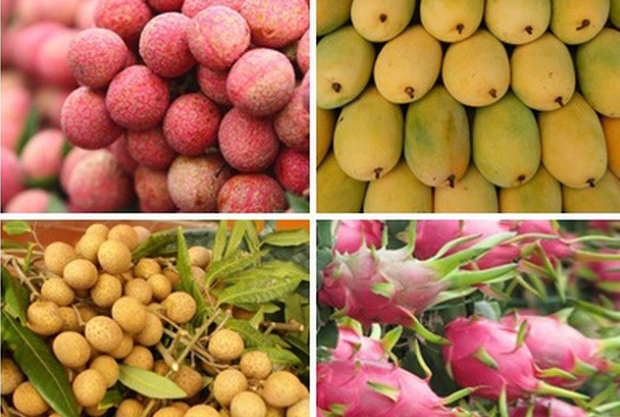 Mục tiêu đến năm 2025, kim ngạch xuất khẩu trái cây đạt trên 5 tỷ USD