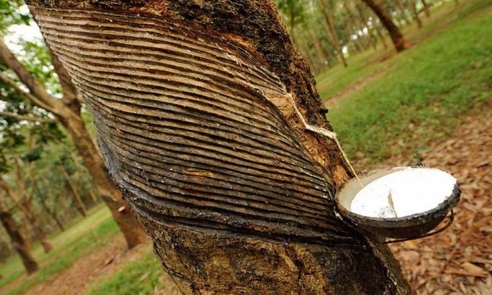 Giá cao su hôm nay 211 Cao su SHFE tăng hơn 3%