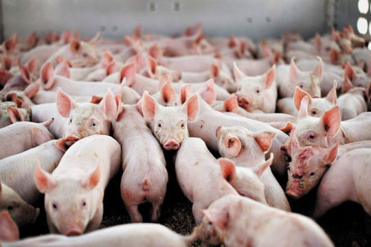 Giá heo hơi hôm nay 611 Tiếp tục đà giảm mạnh ở nhiều điạ phương