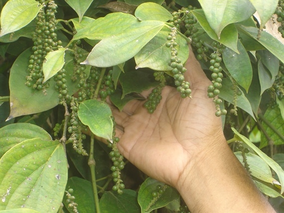 Giá tiêu hôm nay 711 Điều chỉnh tăng 500 – 1.000 đồngkg