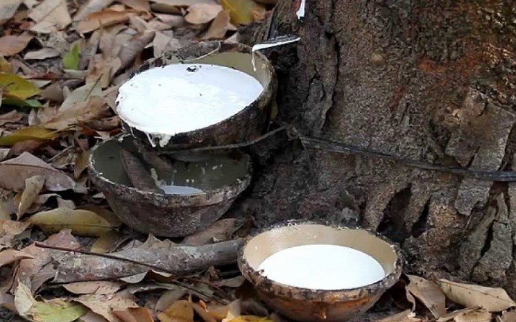 Giá cao su hôm nay (711) Cao su biến động trái chiều