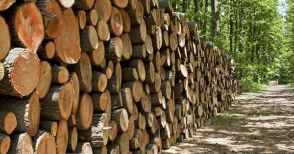 Ách tắc trong khâu hoàn thuế VAT, loạt doanh nghiệp gỗ trở nên khốn đốn