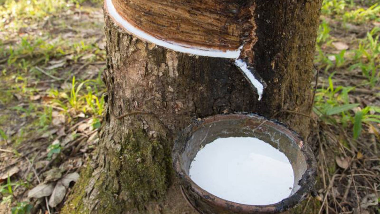 Giá cao su hôm nay 1311 Sàn giao dịch TOCOM và SHFE chìm trong sắc đỏ