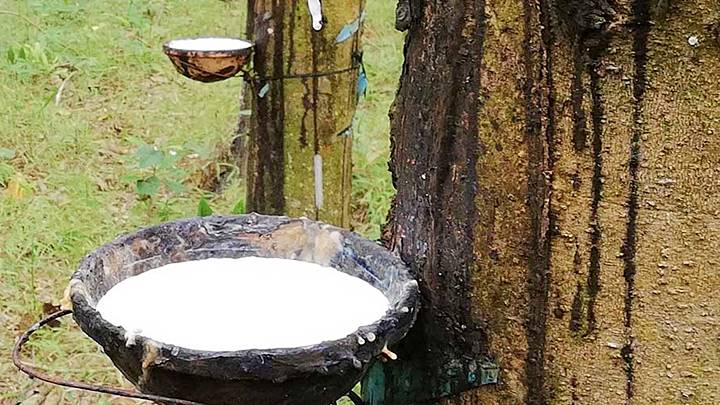 Giá cao su hôm nay 1511 Cao su SHFE tăng nhẹ