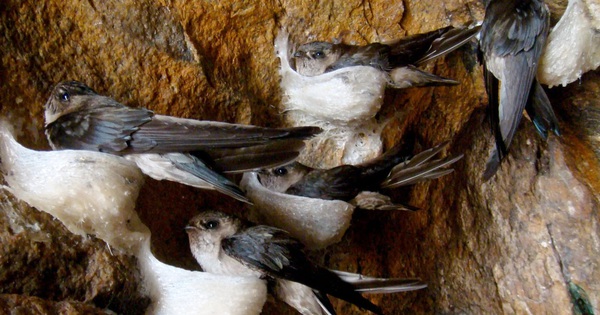 Xuất khẩu tổ yến sang Trung Quốc Động lực phát triển mạnh mô hình nuôi chim yến, chế biến tổ yến