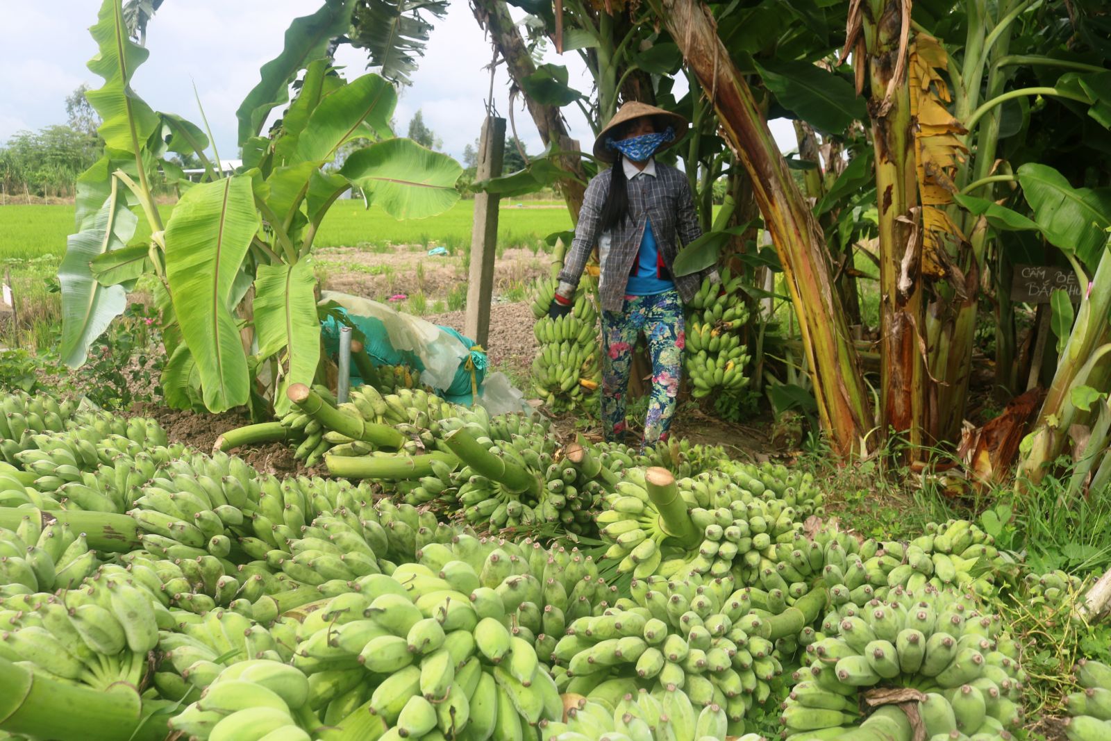 Giá chuối ĐBSCL tăng gấp đôi, người dân thu lời khá
