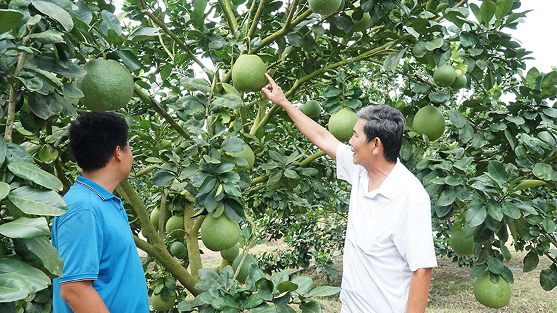 Giống bưởi da xanh Bà Rịa-Vũng Tàu đủ tiêu chuẩn xuất khẩu đi Mỹ