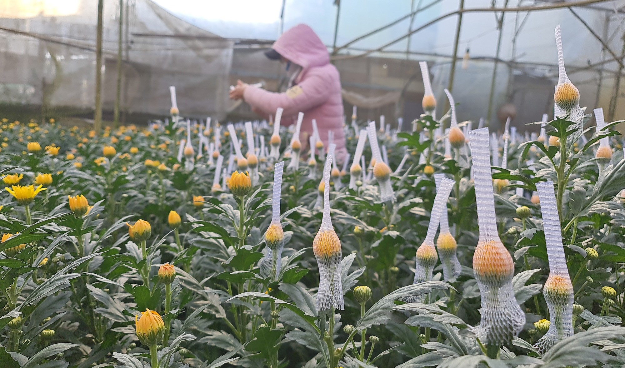 Đà Lạt cung ứng 200 triệu cành hoa cho thị trường Tết