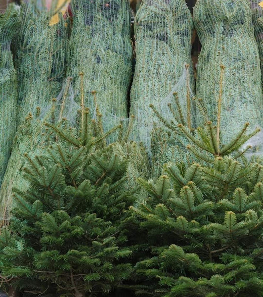 Cây thông tươi nhập từ châu Âu giá hàng chục triệu đồng phục vụ Giáng sinh 