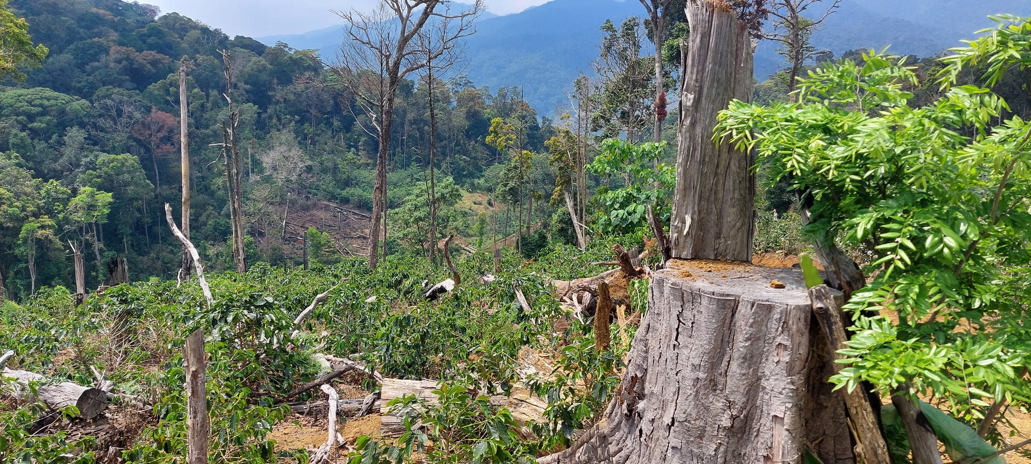 Công ty lâm nghiệp ở Kon Tum bị thu hồi hơn 3,1 tỷ đồng do làm mất hàng nghìn ha rừng