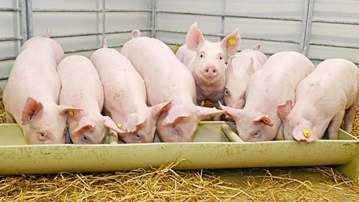 Giá heo hơi hôm nay 3011 Không ghi nhận biến động trên cả nước