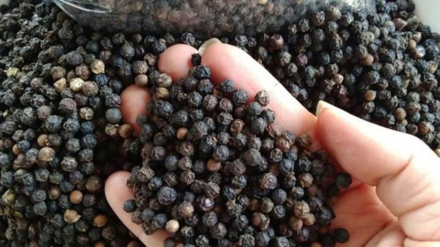 Giá tiêu hôm nay 3011 Tăng 500 đồngkg ở Gia Lai