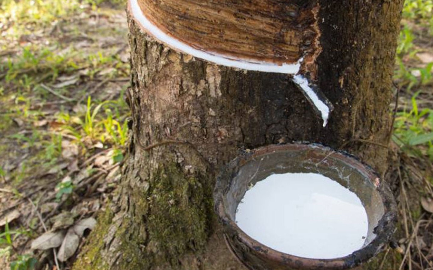 Giá cao su hôm nay 3011 Cao su SHFE tăng gần 1%