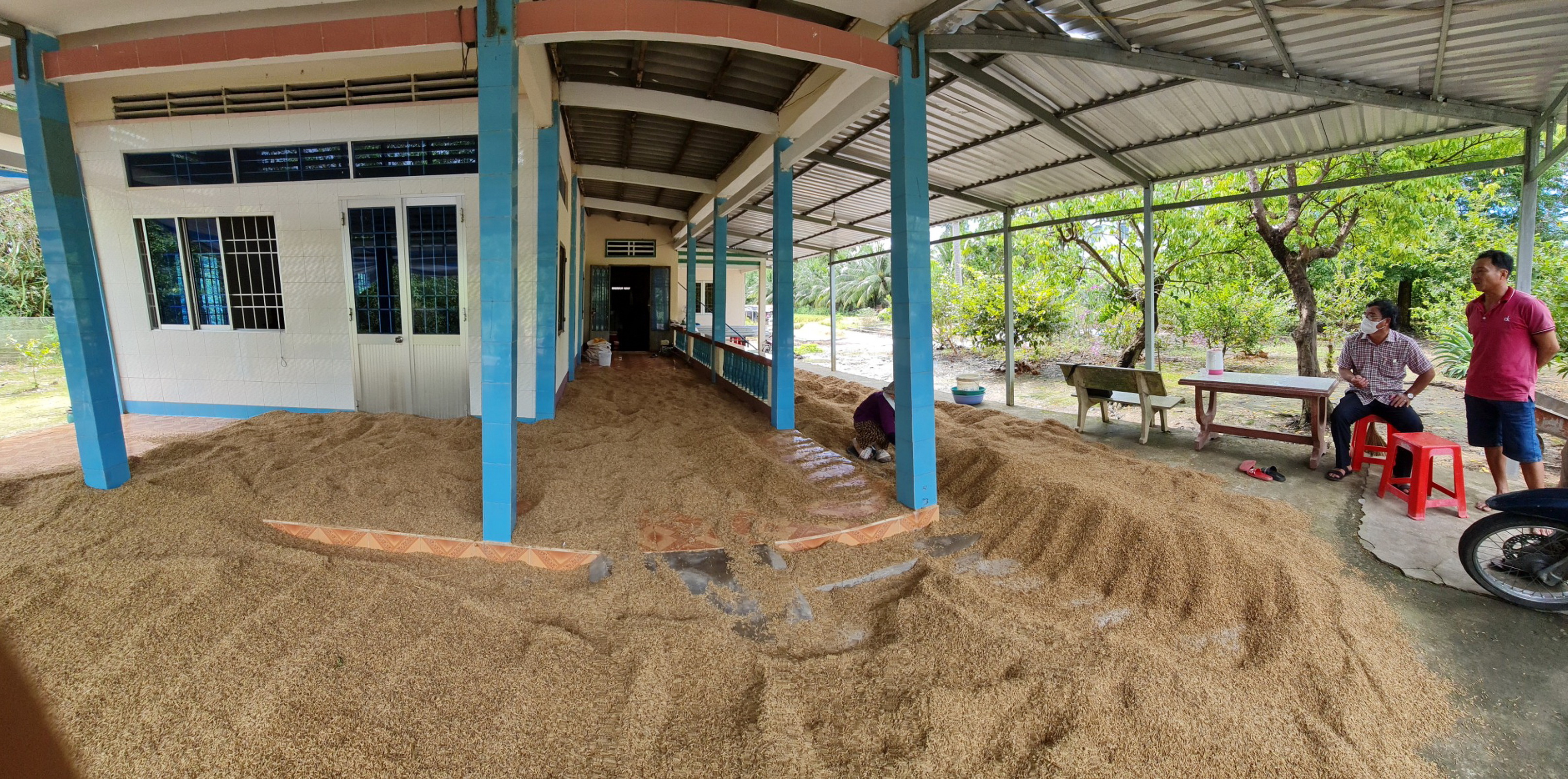 Cà Mau chỉ đạo nóng vụ hàng nghìn tấn lúa ST24, ST25 tồn đọng