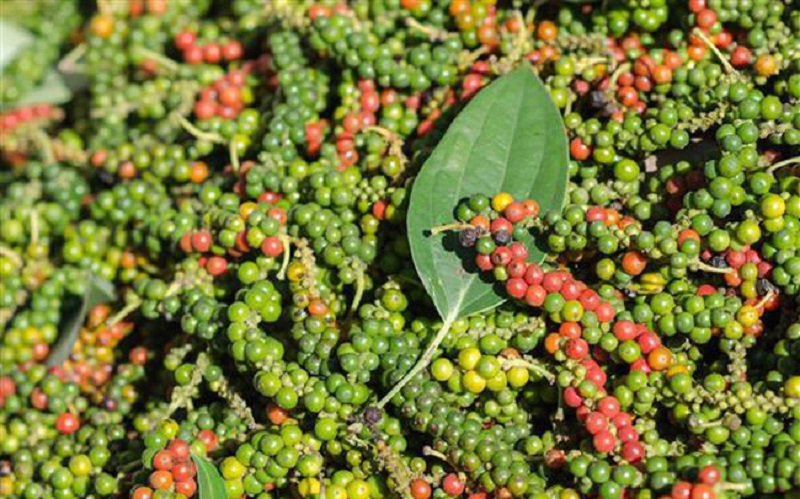 Giá tiêu hôm nay 412 Không có biến động