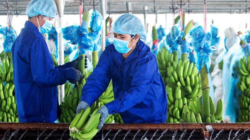 Chăn nuôi, trái cây mang lại lợi nhuận lớn cho Hoàng Anh Gia Lai sau 11 tháng