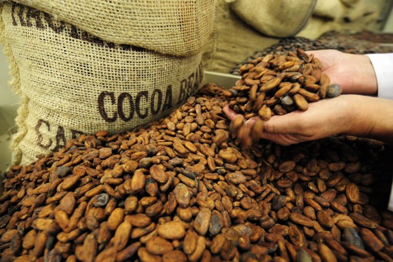 Ca cao chao đảo trước hàng loạt những khó khăn từ thị trường lớn