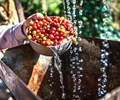 Giá cà phê hôm nay 13/12 Vị trí thống trị của robusta Việt Nam có bị thay đổi 