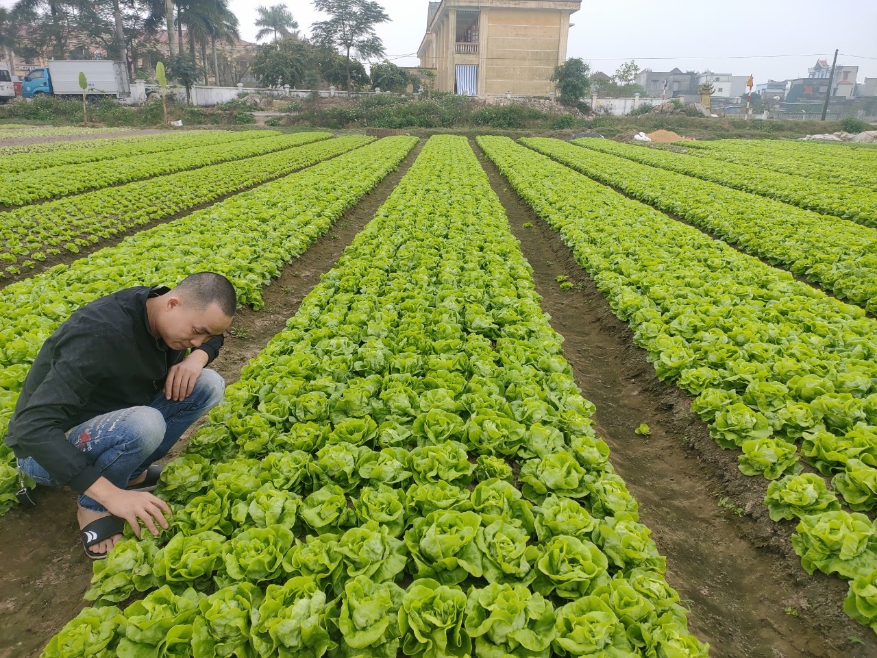Giám đốc HTX trồng rau VietGAP Nhiều bếp ăn trường học chỉ mua hợp đồng với HTX mà không lấy rau