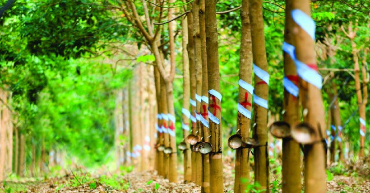 Giá cao su hôm nay 1412 Cao su SHFE tăng hơn 1,5%