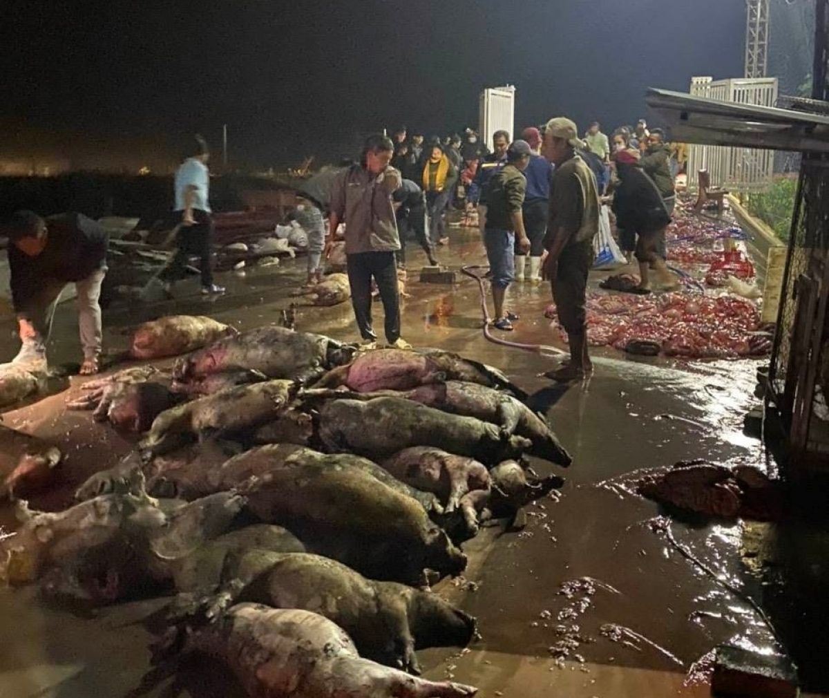 Cháy trang trại ở Nghệ An khiến hơn 1.000 con lợn chết gây thiệt hại hơn 10 tỷ đồng