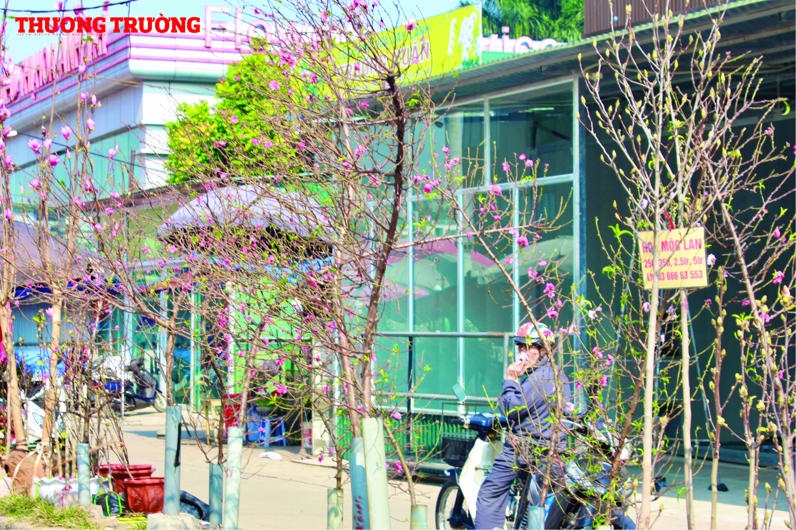 Người dân Hà Nội xuống phố mua hoa đào, hoa lê chơi Tết sớm