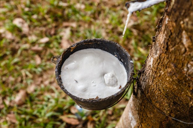 Giá cao su hôm nay 1912 Cao su TOCOM giảm nhẹ dưới 0,5%