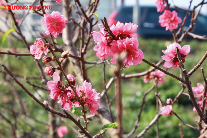 Hà Nội sẽ có 91 điểm chợ hoa Xuân phục vụ Tết Nguyên đán Quý Mão 2023