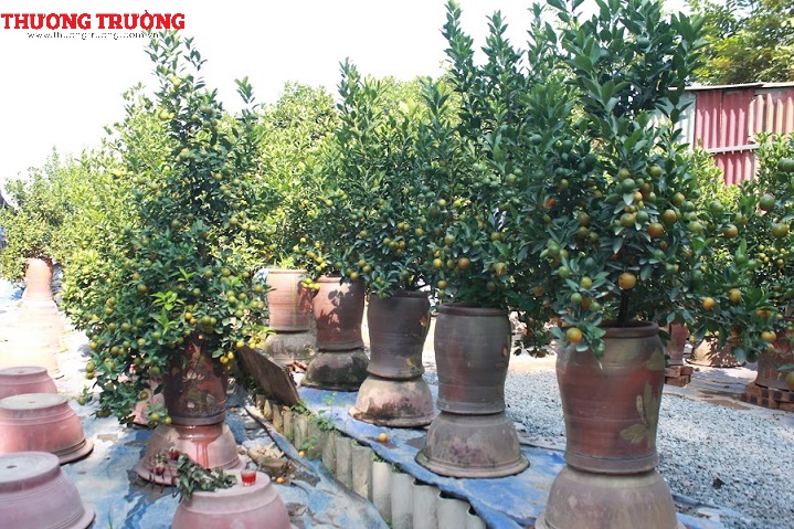 Nhà vườn sẵn sàng “bung hàng”, giá quất, đào chơi Tết dự báo tăng cao