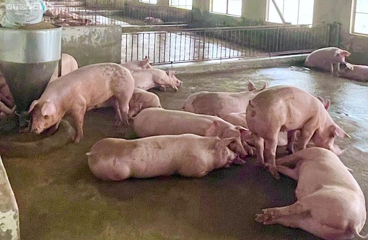 Giá heo hơi hôm nay 2112 Giữ ổn định ở hầu khắp các tỉnh thành