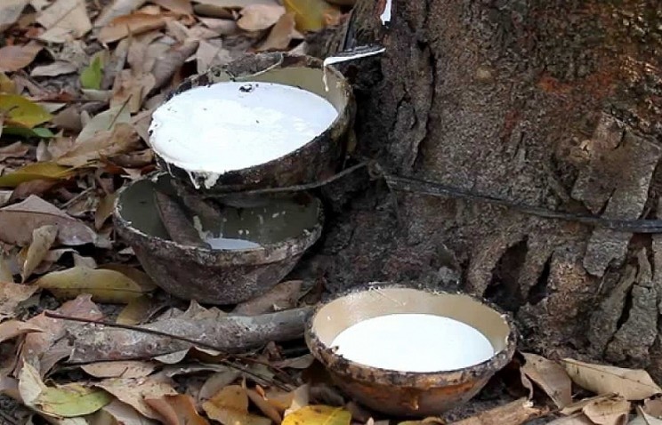 Giá cao su hôm nay 2612 Cao su kỳ hạn giảm