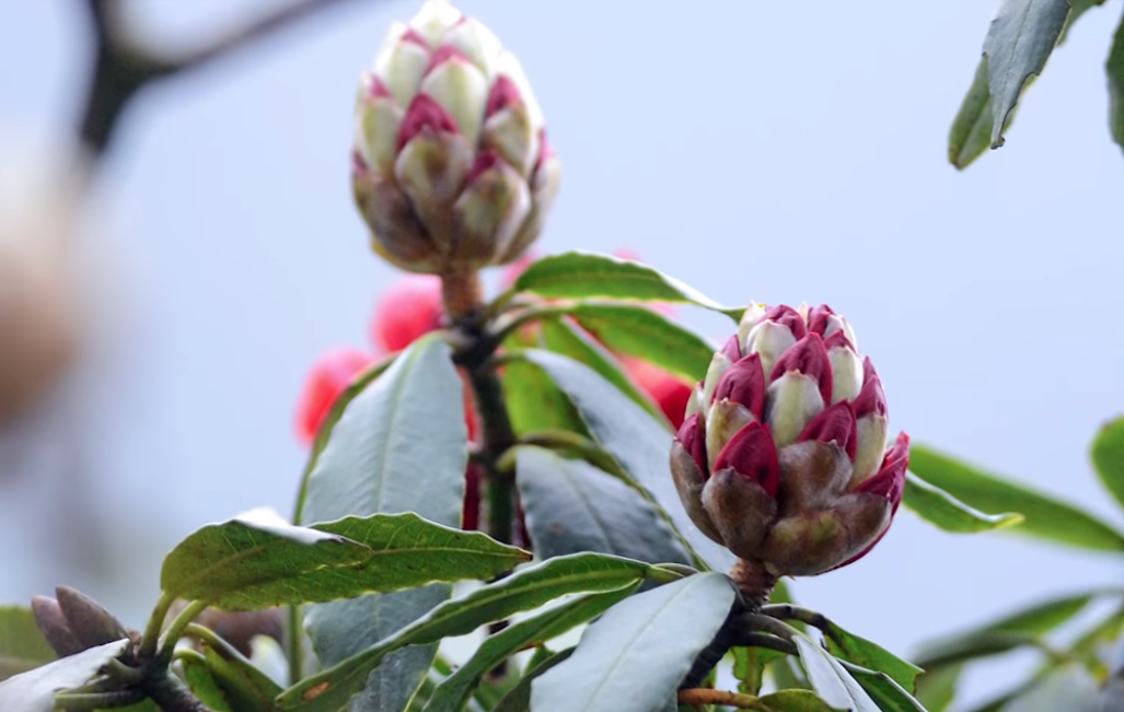 Rủ nhau tới Fansipan Legend ngắm muôn sắc đỗ quyên bung nở