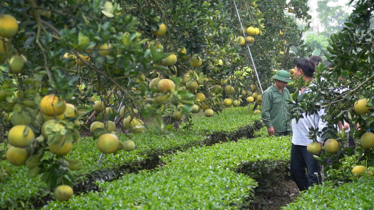 Về Yên Bài - Ba Vì Thưởng thức bưởi Diễn ngọt đậm tình quê! 